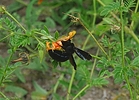 photo thumbnail #15