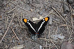 photo thumbnail #7