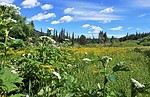 2019-07-12 :1: Cosley Lake to Chief Customs Trailhead :: tibber