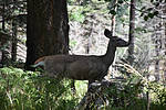 photo thumbnail #3