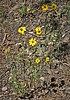 2019-08-29 :1: Grand Canyon - North Rim - AZT #39 :: tibber