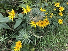 photo thumbnail #4