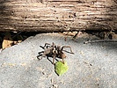 photo thumbnail #9