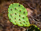 photo thumbnail #9