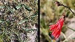 photo thumbnail #8