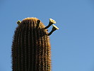 photo thumbnail #6