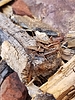 photo thumbnail #3