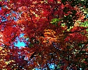 photo thumbnail #10
