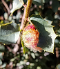 2019-10-12 :1: Aspen Creek Mount Francis Loop :: Nightstalker