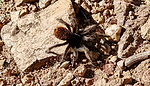 photo thumbnail #8