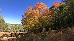 photo thumbnail #5