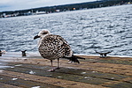 photo thumbnail #7