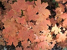 photo thumbnail #13