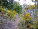 2019-10-18 :1: Pioneer Trail #196 :: kingsnake
