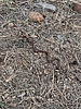 2019-10-18 :2: Horton Creek Trail #285 :: fricknaley