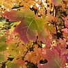 photo thumbnail #14