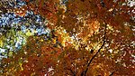 photo thumbnail #14