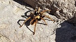 photo thumbnail #11