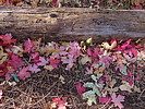 photo thumbnail #11