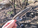 photo thumbnail #12