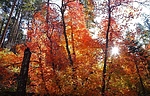 photo thumbnail #2