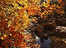 photo thumbnail #10