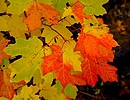 photo thumbnail #12