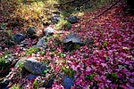 photo thumbnail #15