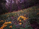 photo thumbnail #11