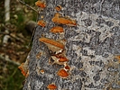 photo thumbnail #12