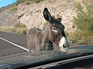 photo thumbnail #4