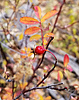 photo thumbnail #11