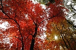 photo thumbnail #12