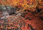 photo thumbnail #10
