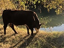 photo thumbnail #4