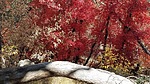 photo thumbnail #12