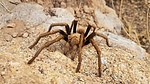 photo thumbnail #9