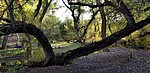 photo thumbnail #8