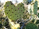 photo thumbnail #3