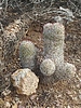 photo thumbnail #2