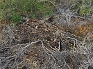 2019-12-02 :3: Sidewinder-Vista-Ridgeback-Ocotillo :: LosDosSloFolks