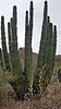 2019-12-03 :2: Mount Ajo :: DixieFlyer