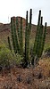 2019-12-03 :2: Mount Ajo :: DixieFlyer