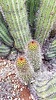 2019-12-03 :2: Mount Ajo :: DixieFlyer