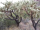 2019-12-03 :2: Mount Ajo :: DixieFlyer