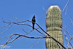 photo thumbnail #13