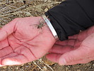 photo thumbnail #6