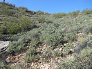 photo thumbnail #4