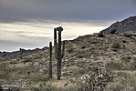 photo thumbnail #10