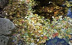 photo thumbnail #10
